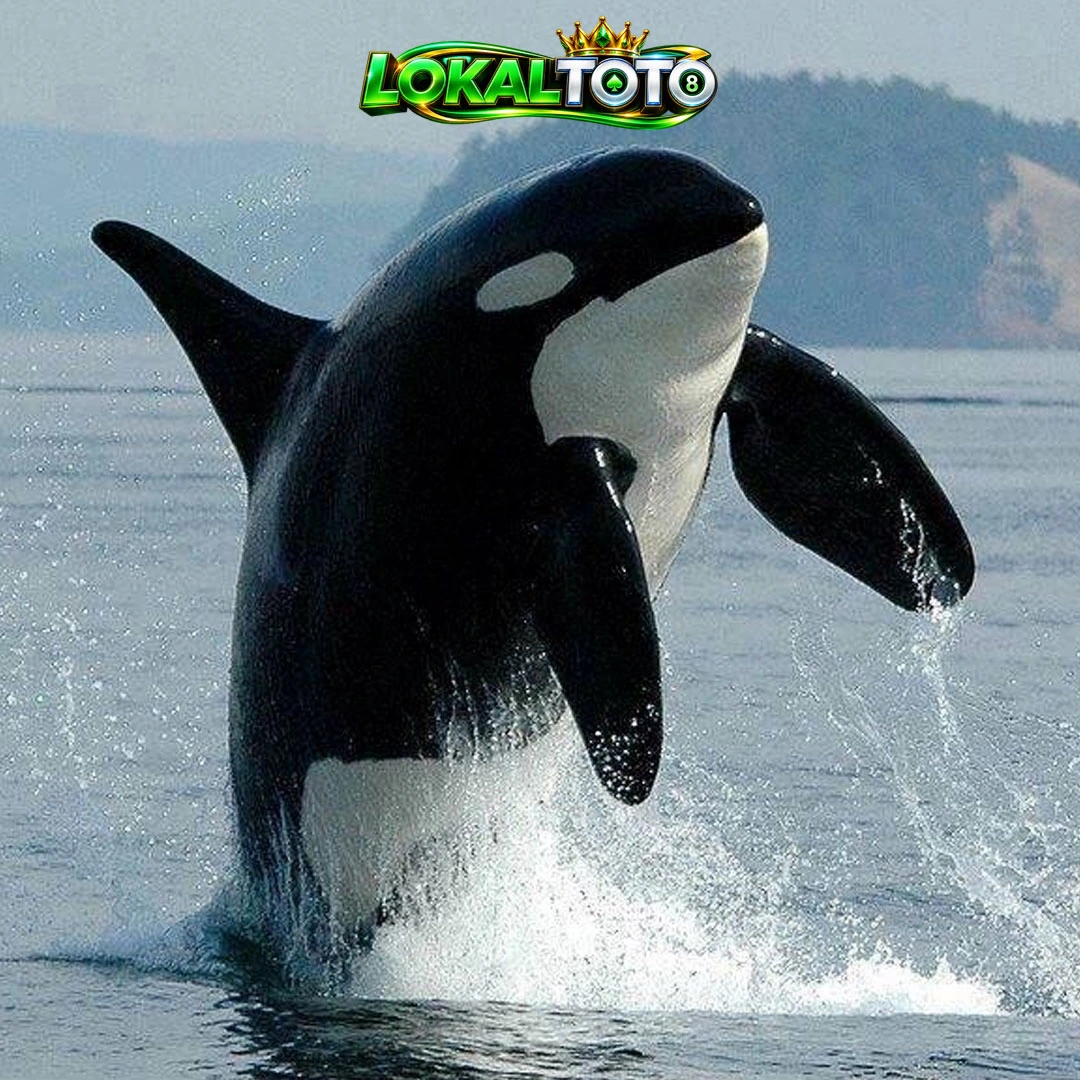 LOKALTOTO
